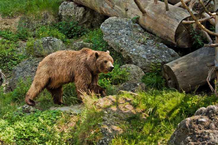 Ausflugsziel Zoos Tierparks